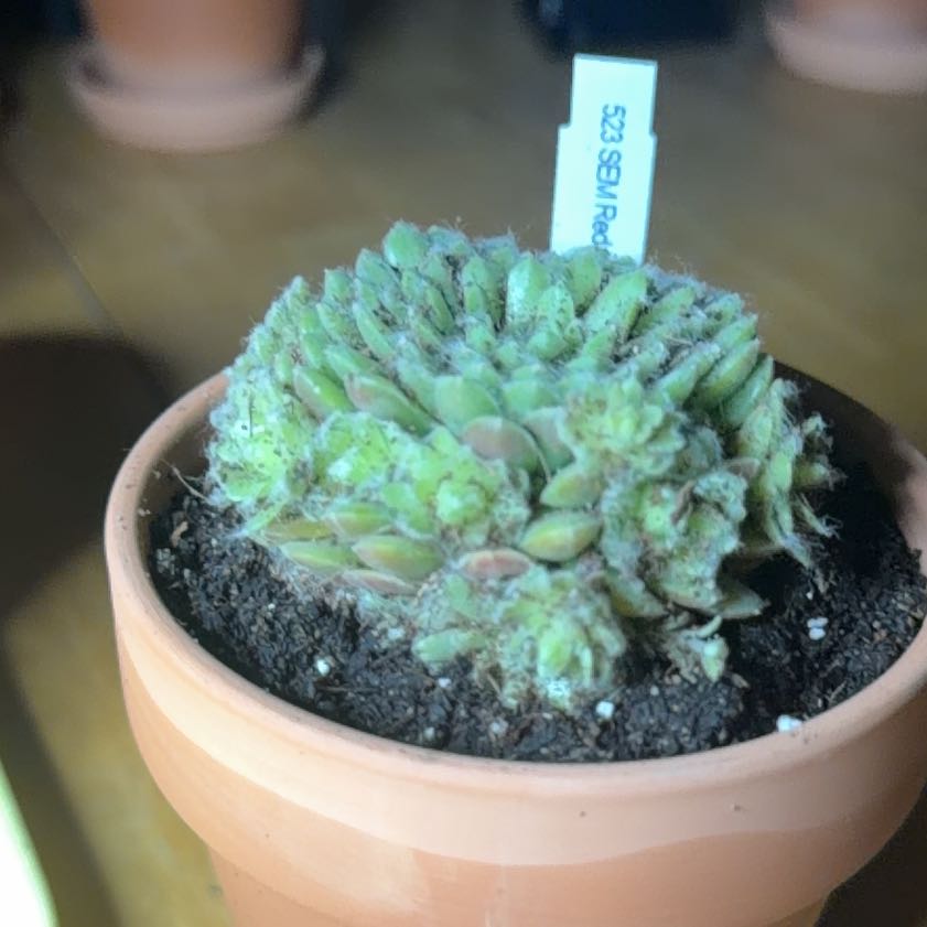 Photo of the plant species Red Nails by @Eterno named Red Nail on Greg, the plant care app