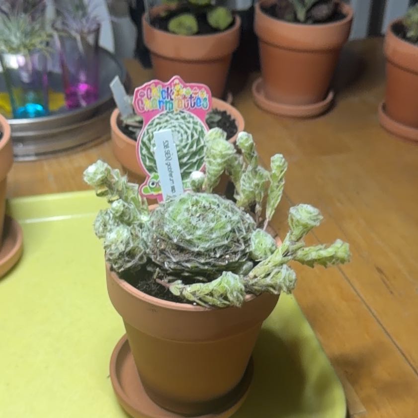 Photo of the plant species Sempervivum Globiferum by @Eterno named Nerdy Nelly on Greg, the plant care app
