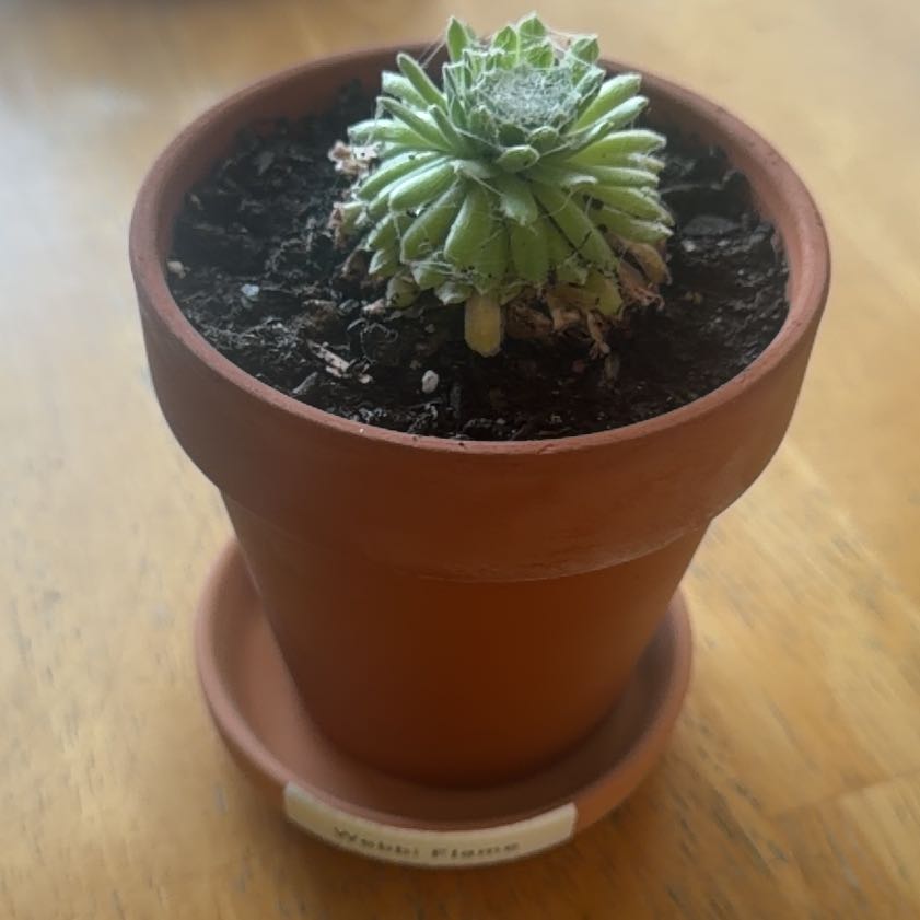 Photo of the plant species Webbi Flame by @Eterno named Webbi Flame 2 on Greg, the plant care app