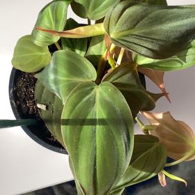Philodendron Micans uploaded to the Greg plant app by @ChummyWormplant