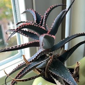 Photo of the plant species Red Hot Poker Aloe by @FullCauliflower named Gobi on Greg, the plant care app