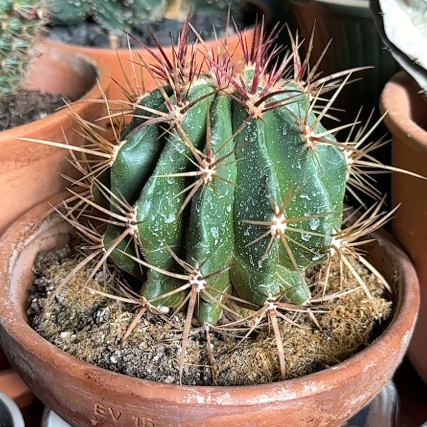 Photo of the plant species Melocactus conoideus by @FullCauliflower named Queen on Greg, the plant care app