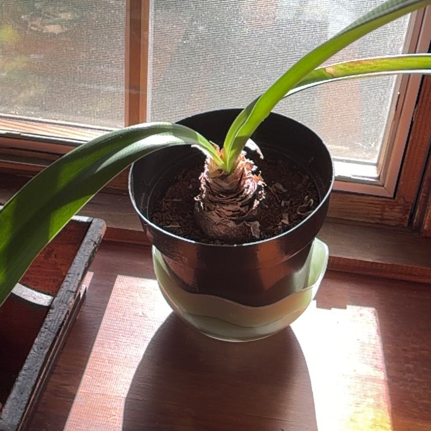 Photo of the plant species Amaryllis by @ChipperRamshorn named Winston on Greg, the plant care app