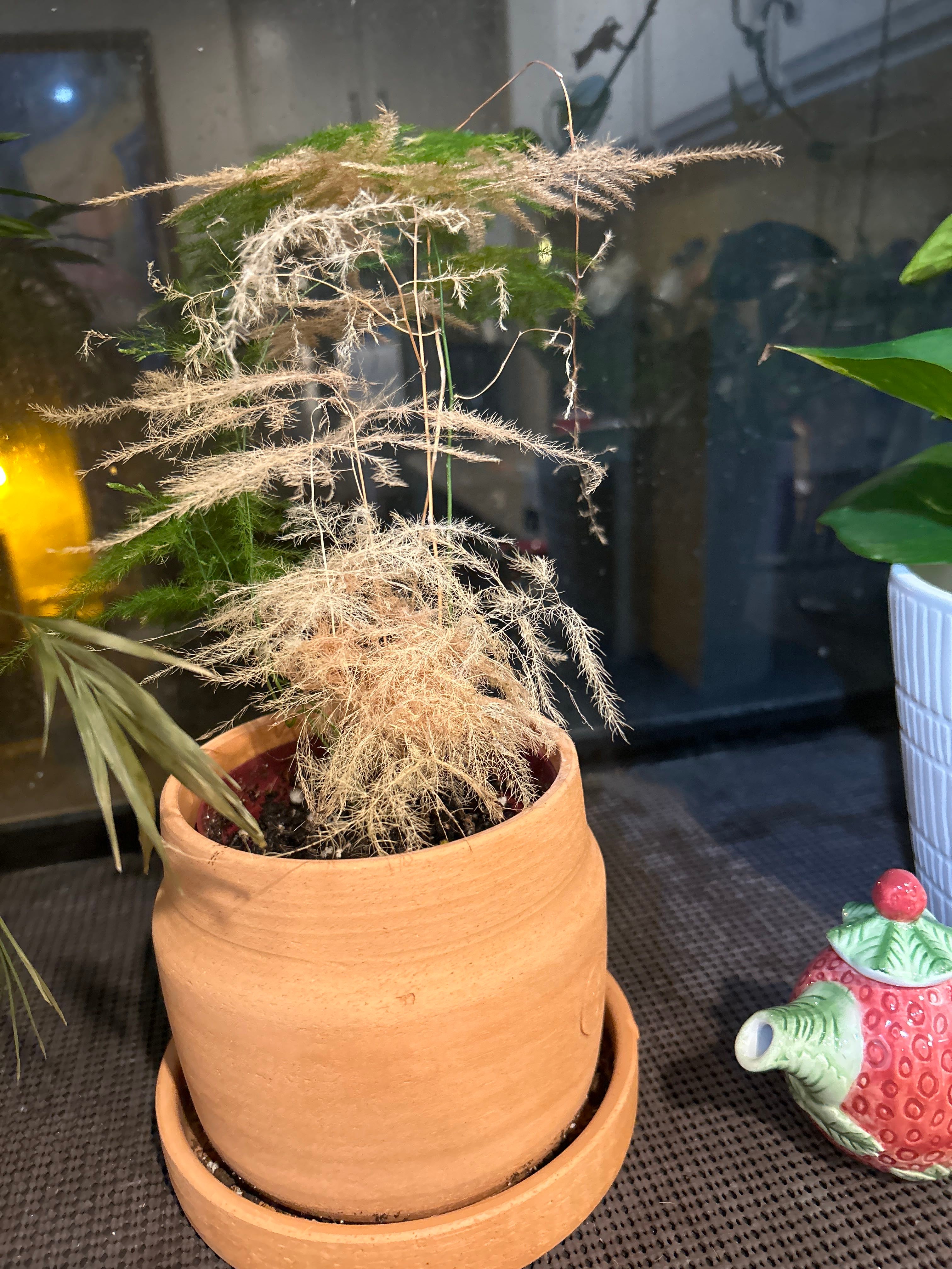 What Should I Do When Asparagus Fern Leaves Turn Yellow? 💛