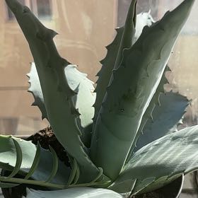 Century Plant uploaded to the Greg plant app by @PlenteousMaypop