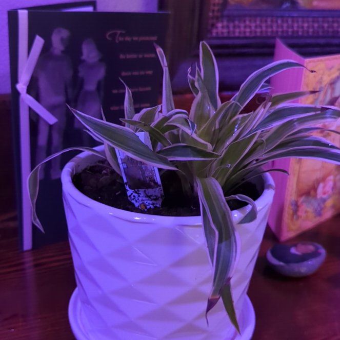 Photo of the plant species 'Himalaya' Spider Plant by @SuppleLionsear named Hamilton on Greg, the plant care app