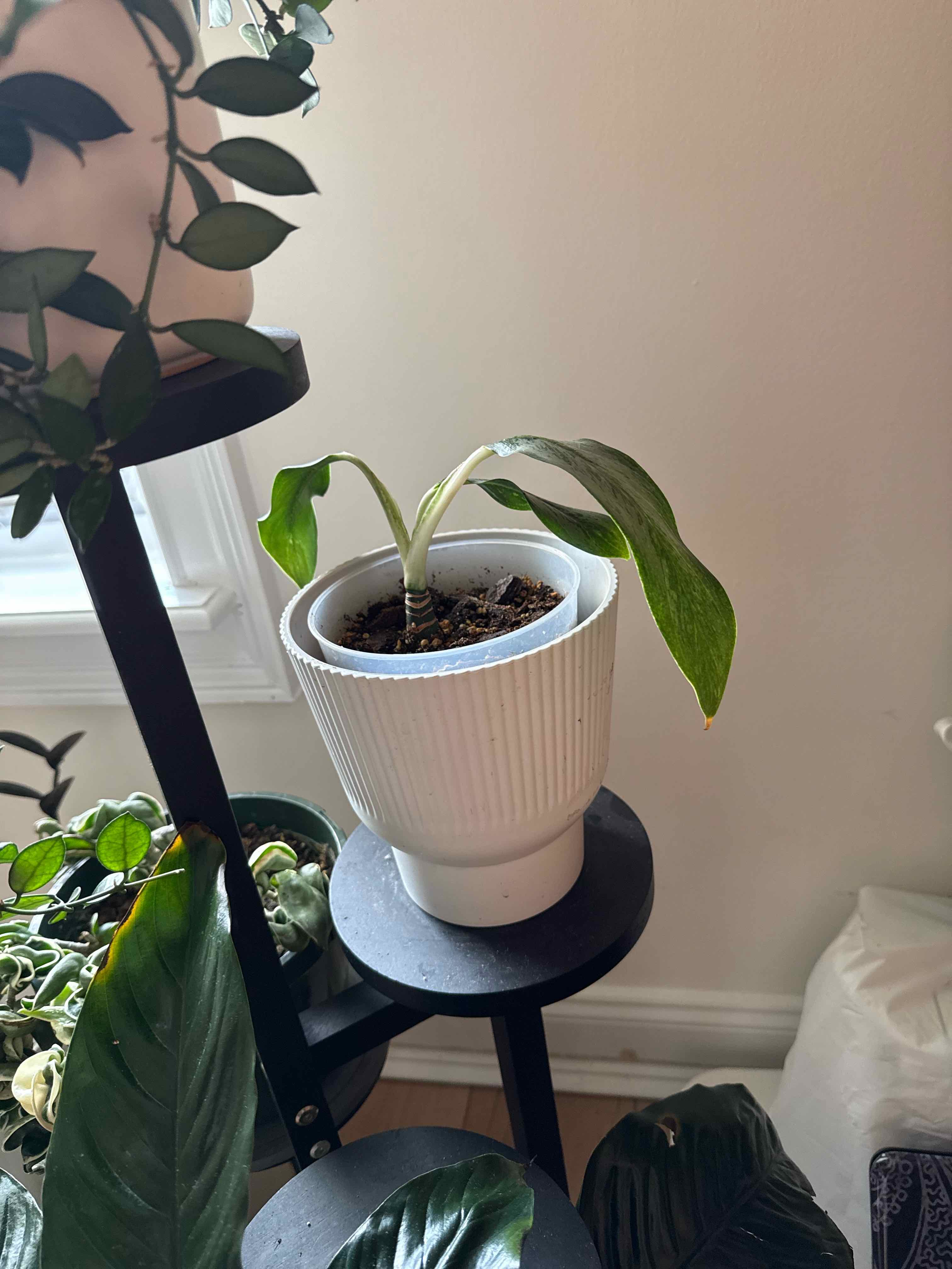 Photo of the plant species Aglaonema 'Cutlass' by @Xoxogirl101 named Phoebe on Greg, the plant care app