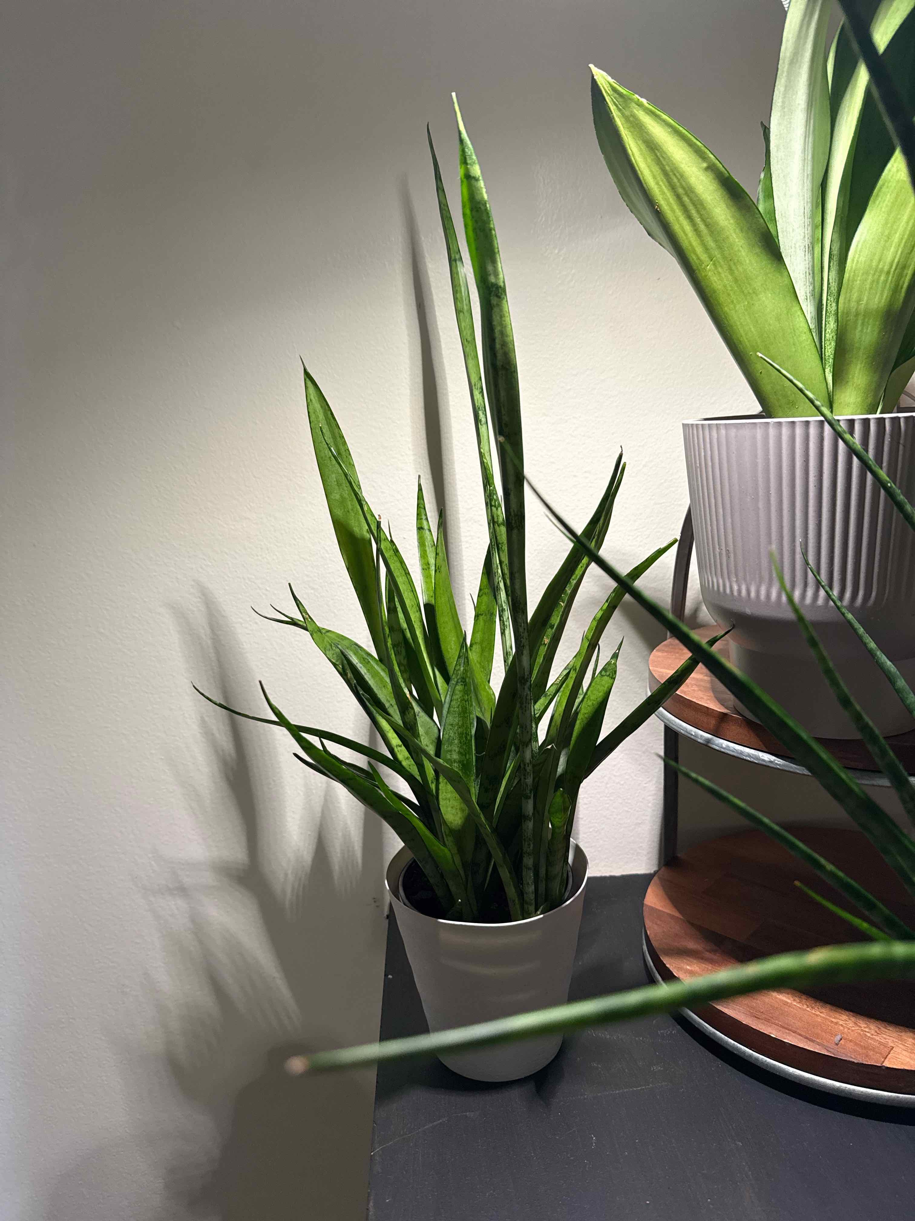 Photo of the plant species Snake Plant Silver Queen by @Xoxogirl101 named Eos on Greg, the plant care app