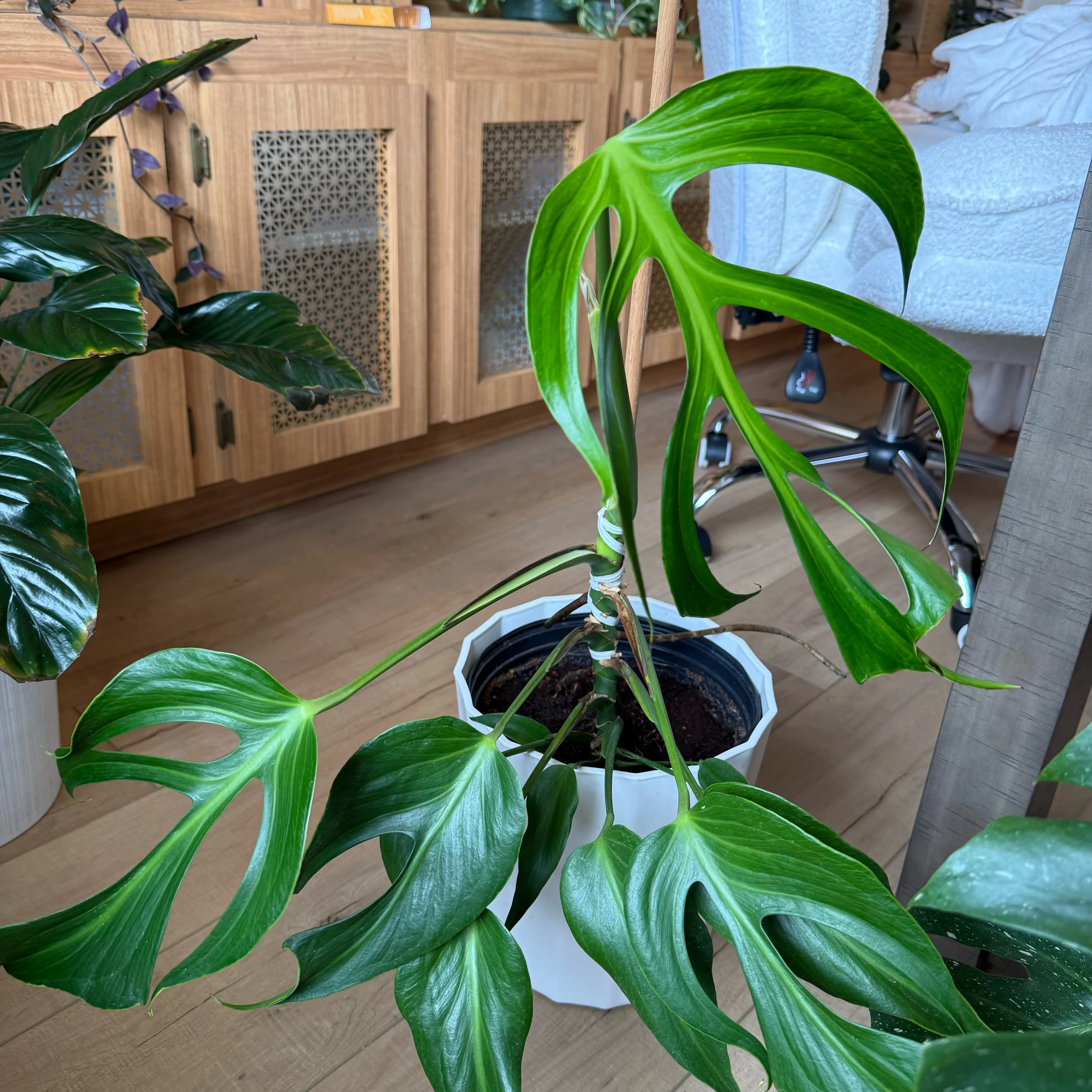 Photo of the plant species Monstera 'Burle Marx Flame' by @Xoxogirl101 named Erebus on Greg, the plant care app