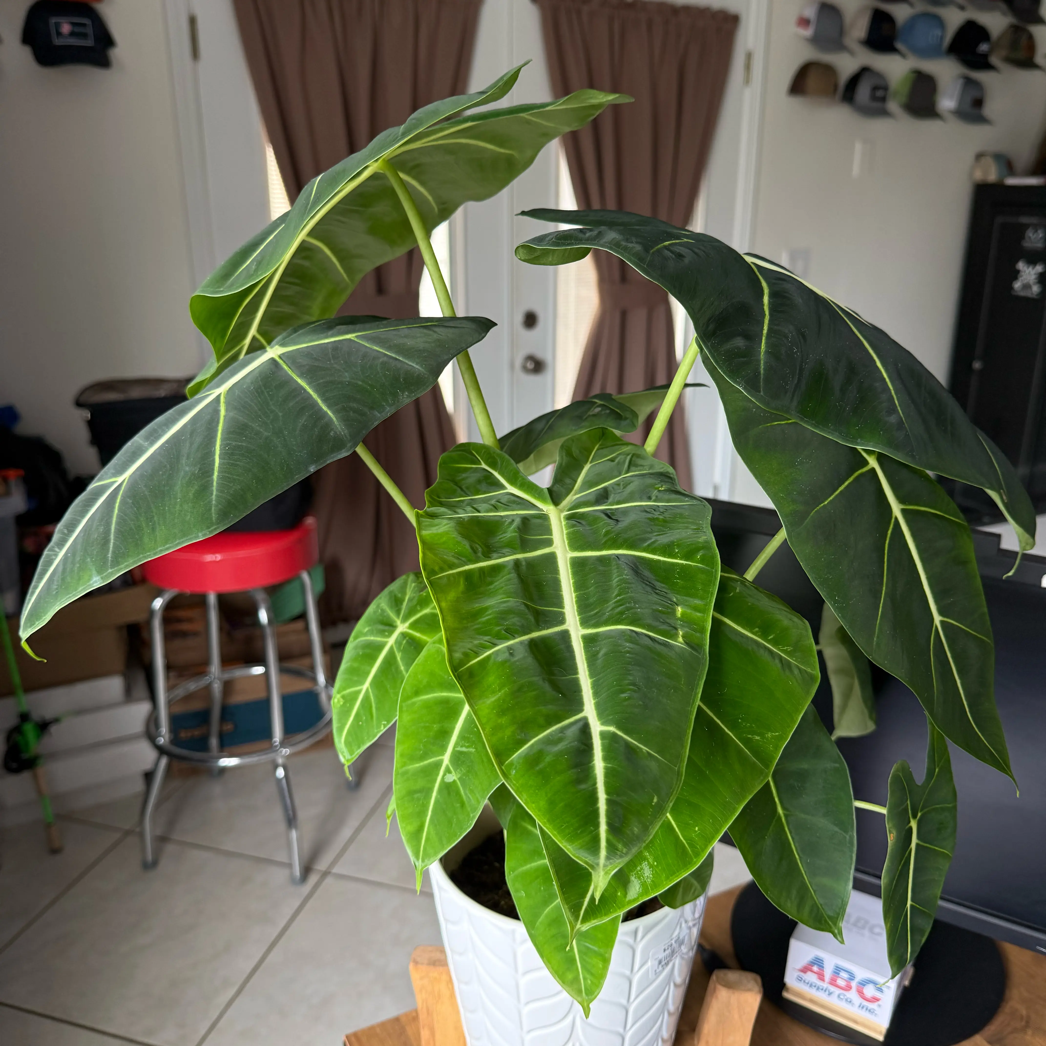 Photo of the plant species Alocasia 'Mythic Frydek' by @Xoxogirl101 named Nyx on Greg, the plant care app