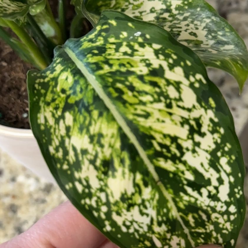 Photo of the plant species Aglaonema 'Spring Snow' by @Xoxogirl101 named Austen on Greg, the plant care app
