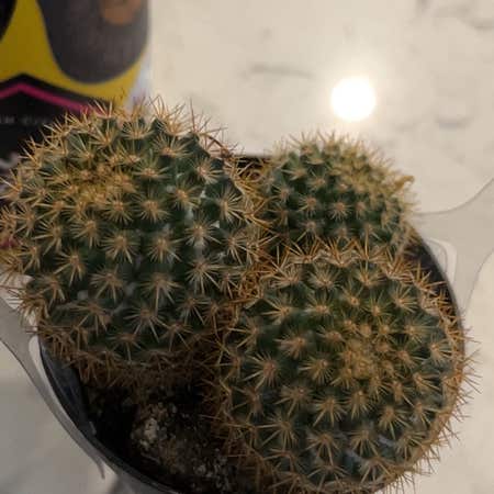 Photo of the plant species Mammillaria columbiana by @PiousSunflower named Elina on Greg, the plant care app