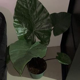Photo of the plant species Blue Hawaii Elephant Ear by @WeightyMint named Wilber on Greg, the plant care app