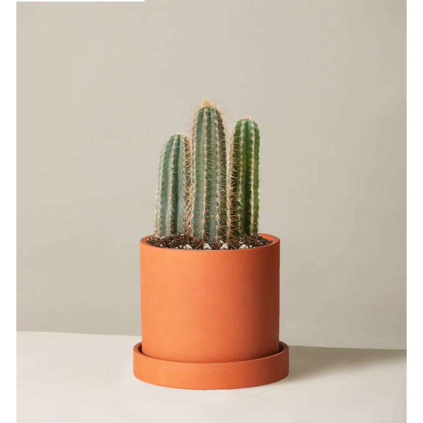 Columnar Cactus in a terracotta pot, well-centered and healthy.