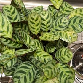 Photo of the plant species Prayer Plant by @VaultingPansy named Persephone on Greg, the plant care app