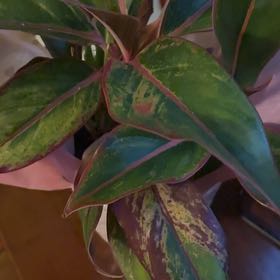 Photo of the plant species Red Siam Aglaonema by @GracedTaciveria named Navajo on Greg, the plant care app