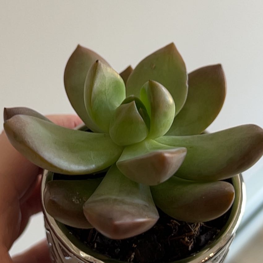 Graptosedum 'Copper Glow' succulent with green and coppery leaves in a pot, held by a hand.