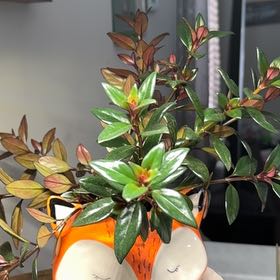 Photo of the plant species Black Goldfish Plant by @SunnyBaylaurel named Xena on Greg, the plant care app