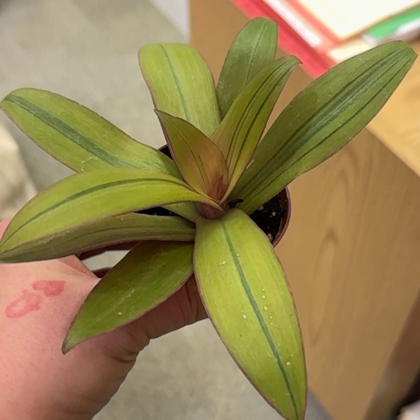 Photo of the plant species Tradescantia Sunny Star by @SunnyBaylaurel named Mollie on Greg, the plant care app