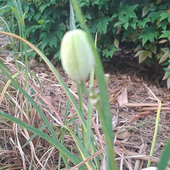 Photo of the plant species Checker Lily by @NaturalSoybean named Walt on Greg, the plant care app