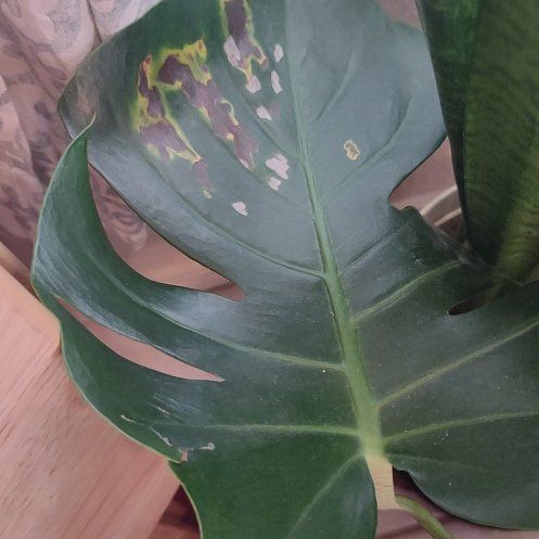 Monstera uploaded to the Greg plant app by @LeadWildlime