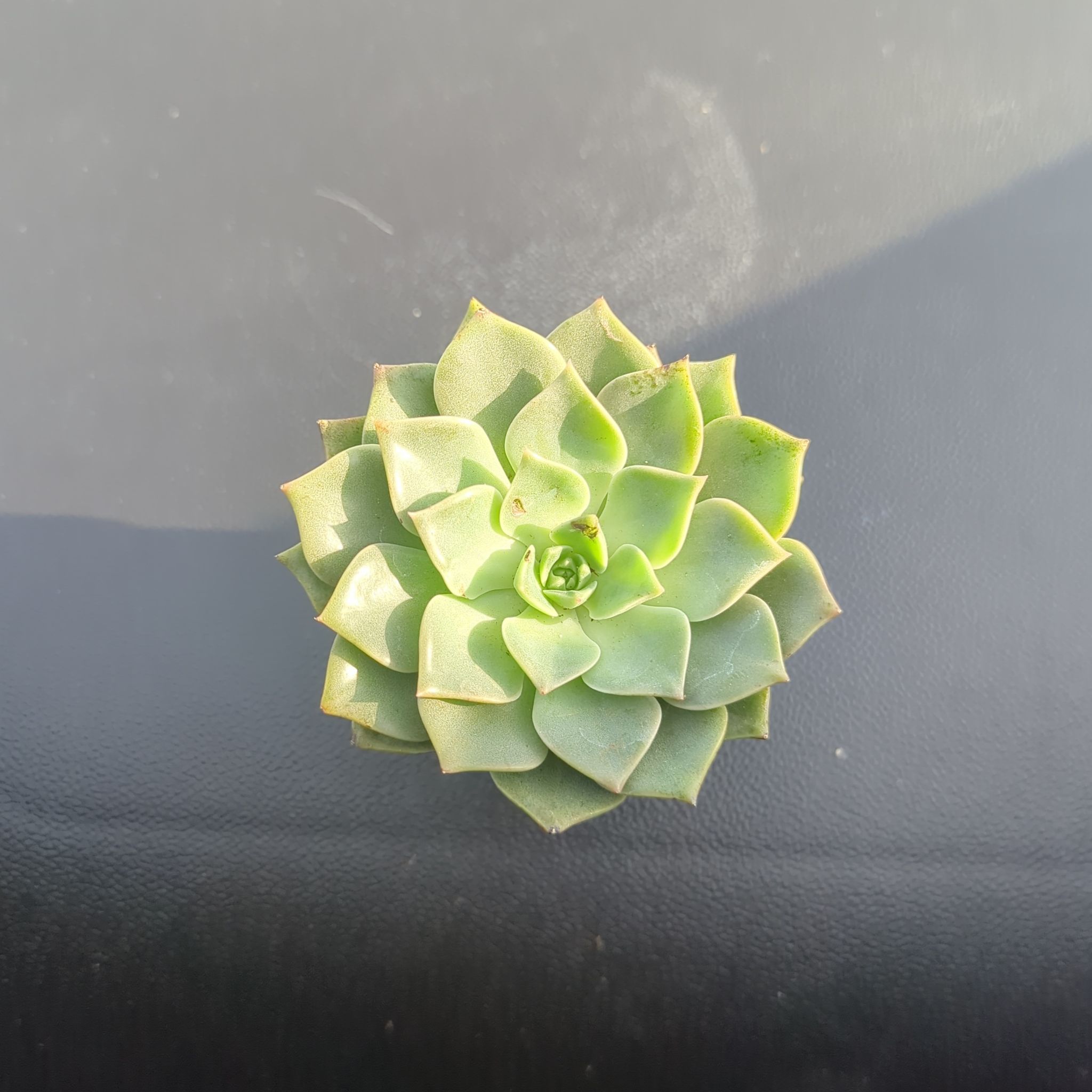 Healthy Taciveria 'Tasha' succulent with a rosette formation.