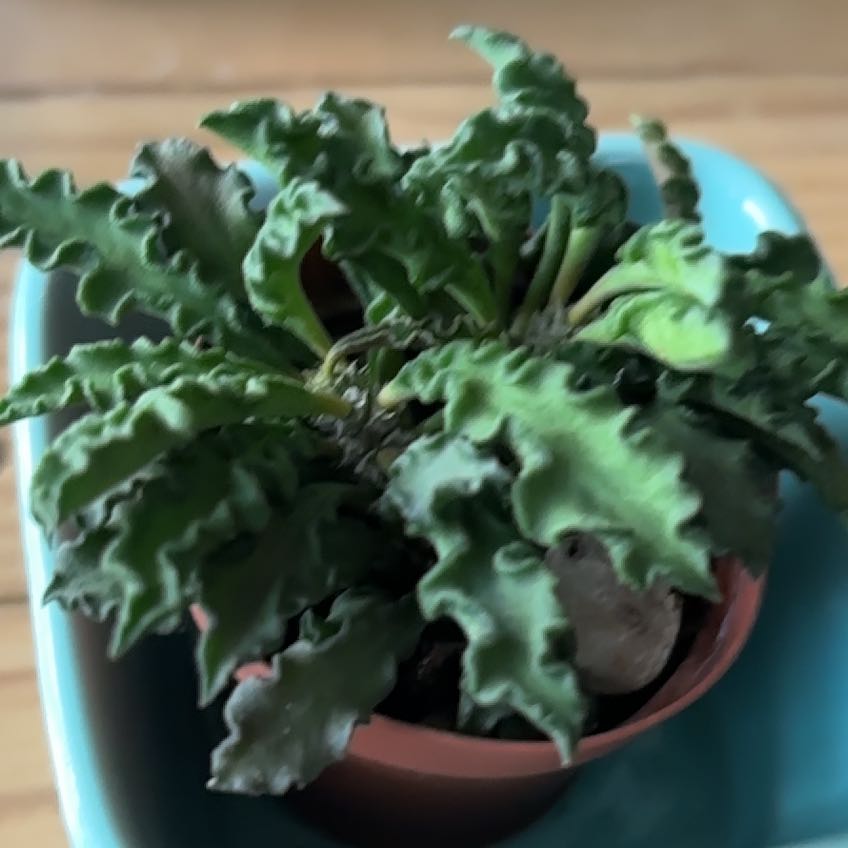 Photo of the plant species Euphorbia cap-saintemariensis by @SunnyCentella named Drake on Greg, the plant care app