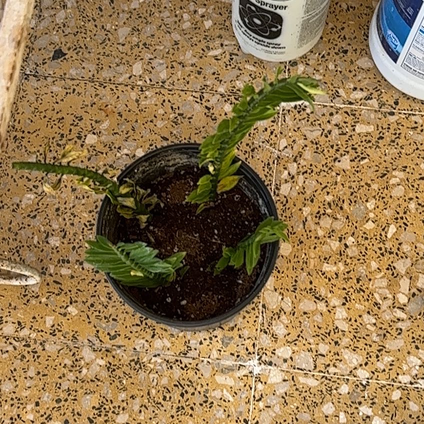 Photo of the plant species Devil's Backbone 'Album' by @SunnyCentella named Bodhi on Greg, the plant care app
