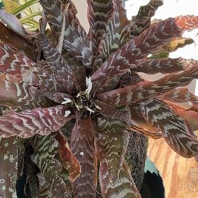 Photo of the plant species Zebra Plant by @SunnyCentella named Nemo on Greg, the plant care app