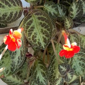 Photo of the plant species Copper Leaf by @SunnyCentella named Sproutacus on Greg, the plant care app
