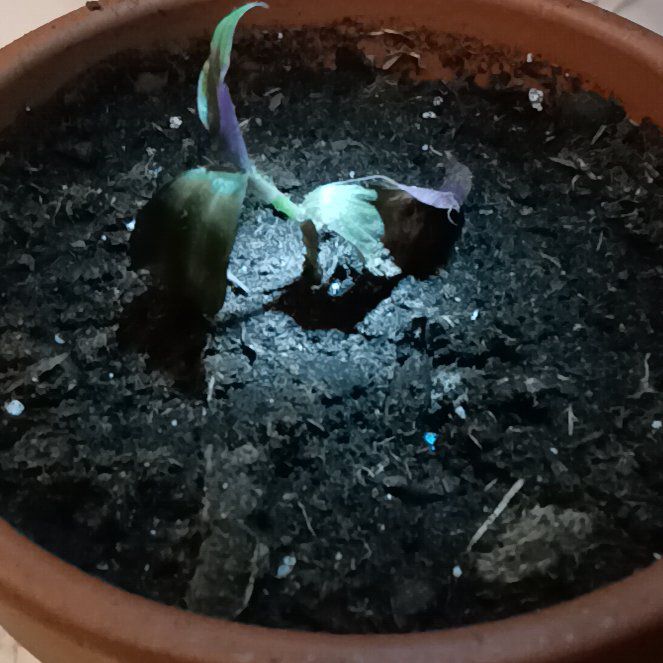 Photo of the plant species tradeseantia by @SensuousBanana named Kobe on Greg, the plant care app
