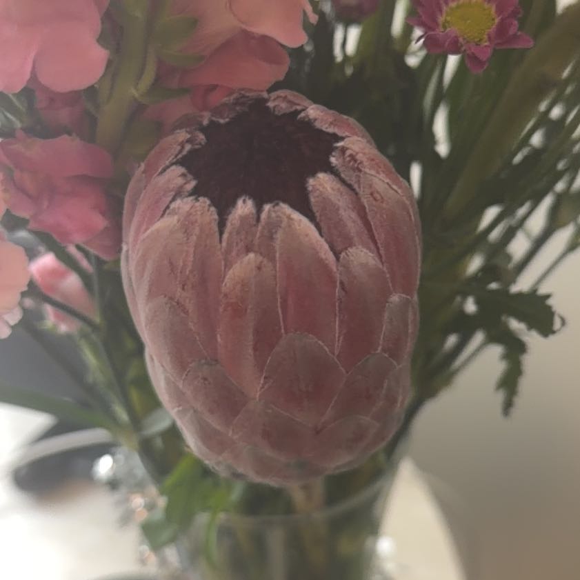 Photo of the plant species Narrowleaf Protea by @StreetwiseMira named Harper on Greg, the plant care app