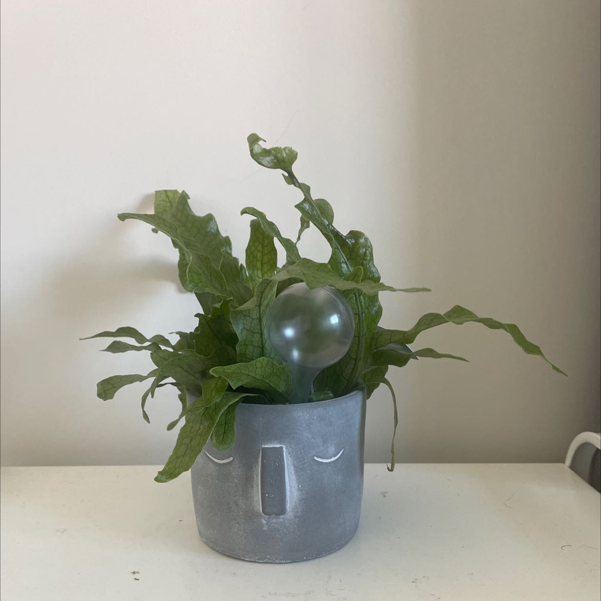 Crocodile Fern in a decorative pot, healthy with no visible soil or flowers.