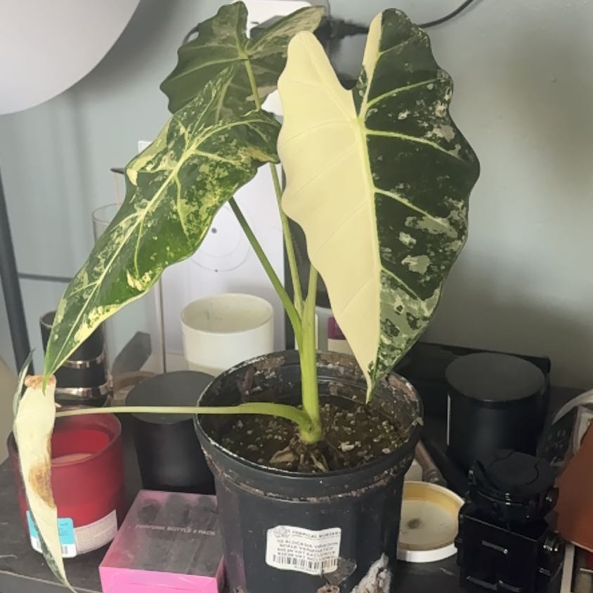 Photo of the plant species Alocasia Dragon Scale Albo by @Calicofin named Nithin on Greg, the plant care app
