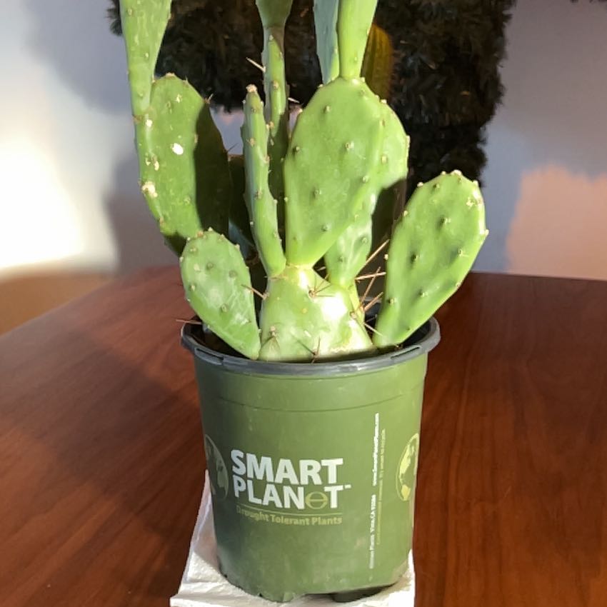 Photo of the plant species Opuntia 'Desert Ace' by @SturdySagopalm named SNANDCHEZ on Greg, the plant care app