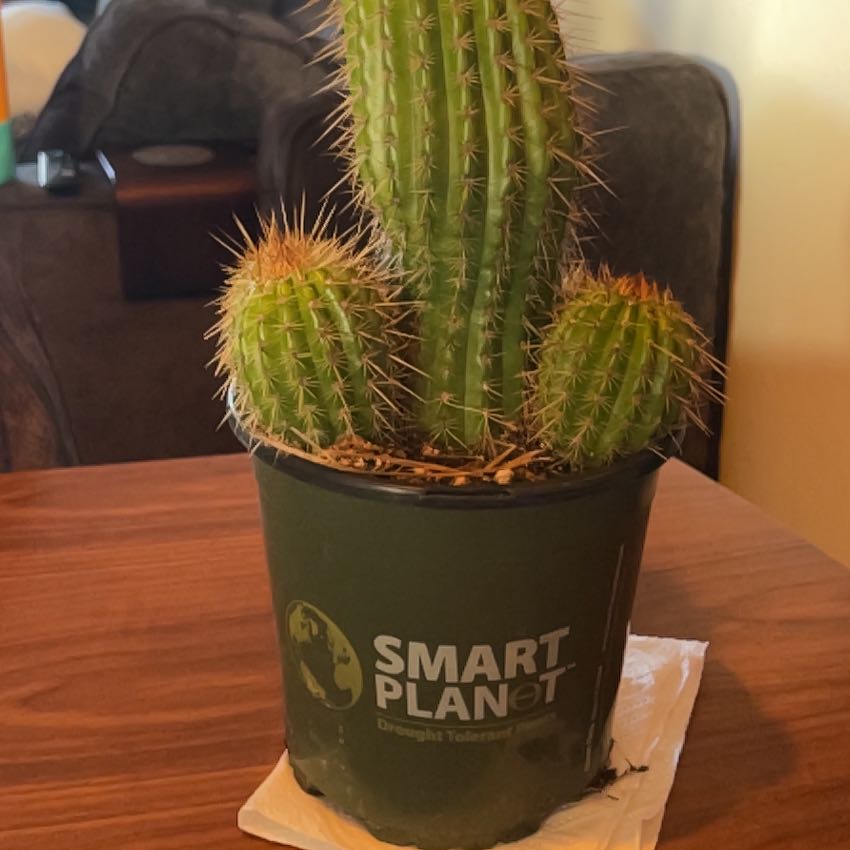Photo of the plant species Tricholobivia 'Pinkie' by @SturdySagopalm named TIMMYTURNER on Greg, the plant care app