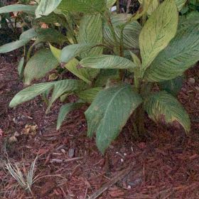 Photo of the plant species Canna Lily by @TryKlipdagga named Aria on Greg, the plant care app