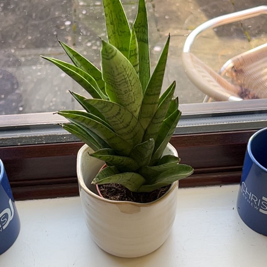 Photo of the plant species Tough Lady Snake Plant by @Tomstocks43 named Drummond on Greg, the plant care app