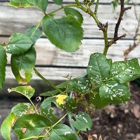 Photo of the plant species Multiflora Rose by @Lilliofthevall named Marley on Greg, the plant care app