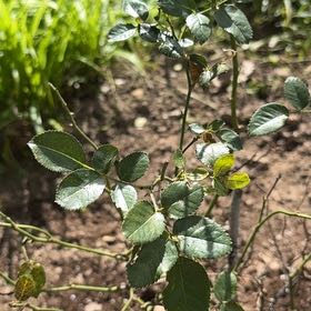 Photo of the plant species Multiflora Rose by @Lilliofthevall named Peter Parker on Greg, the plant care app
