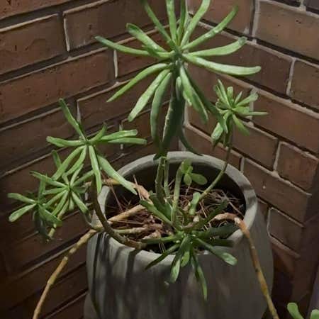 Photo of the plant species Kilimanjaro Plant by @ShowyTagetes named Keanu Leaves on Greg, the plant care app