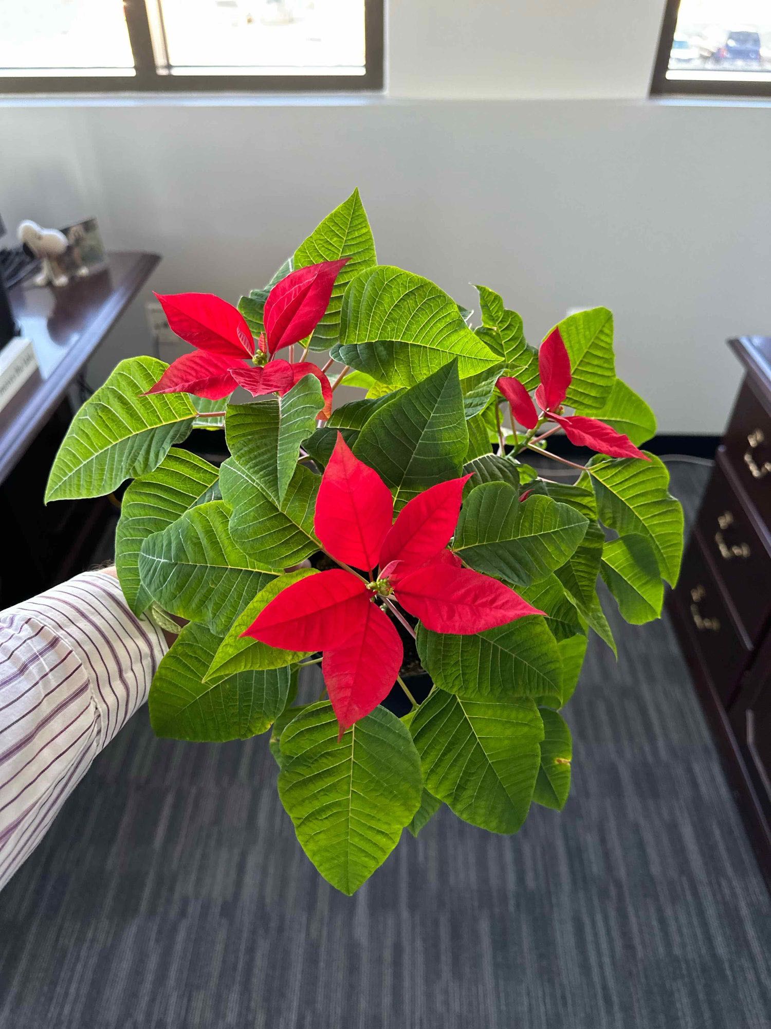 Why Are There Black Spots On My Poinsettia Leaves?