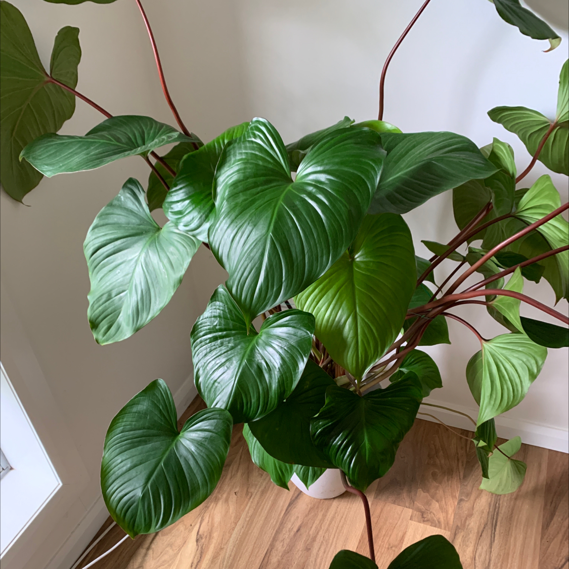 Photo of the plant species Homalomena Rubescens Pink Splash by @SacredBlueweed named Peter Parker on Greg, the plant care app