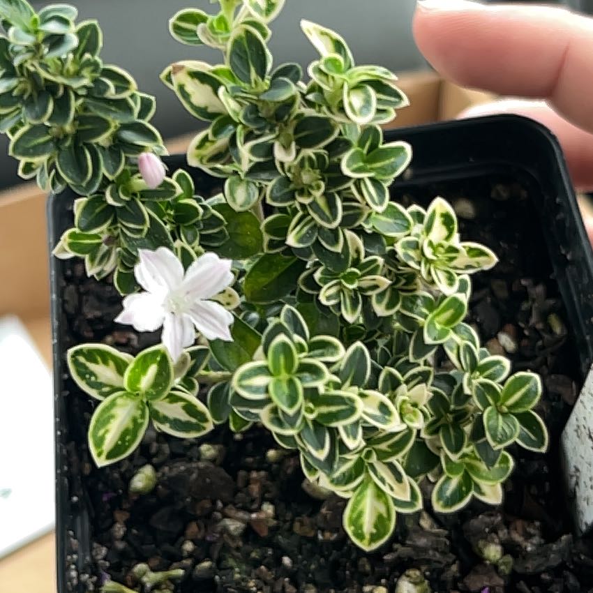 Photo of the plant species Pink Mountain Serissa by @MagicalKanono named Messi on Greg, the plant care app