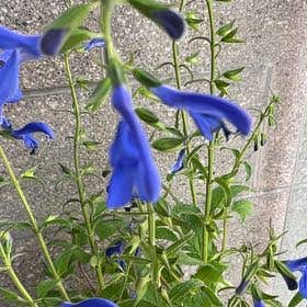 Photo of the plant species Salvia Patens by @FieryAngelwings named Tree Diddy on Greg, the plant care app