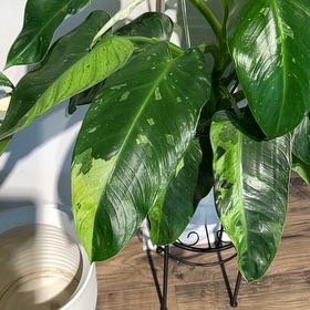 Photo of the plant species Philodendron 'Jose Buono' by @TitanicIvygourd named Eva on Greg, the plant care app