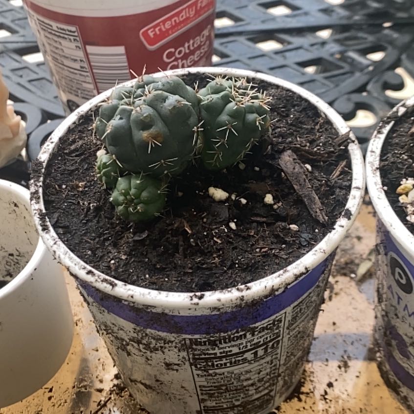 A healthy Peyote cactus in a container with visible soil.