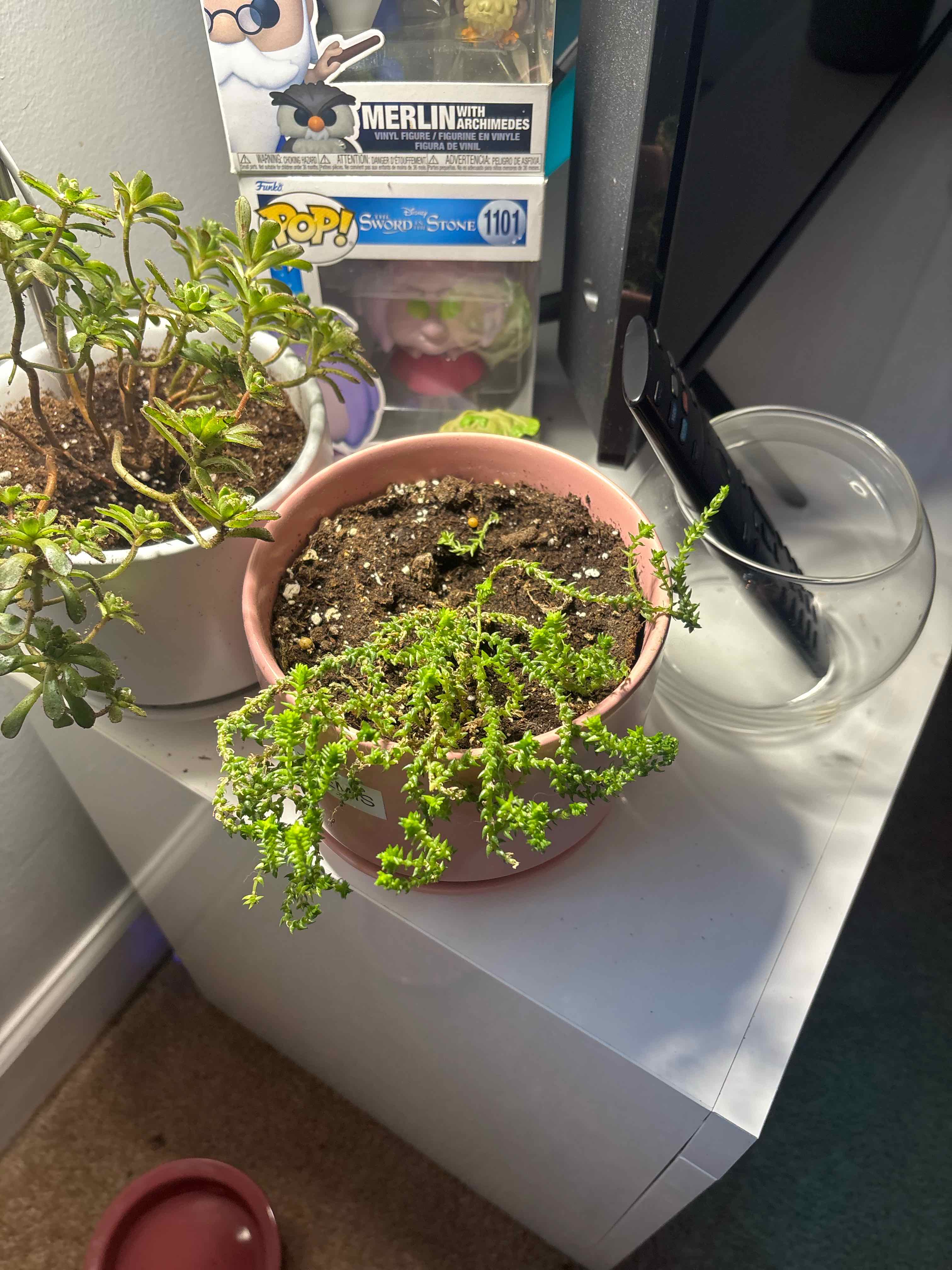 Photo of the plant species Princess Pine by @fionabologna named Themis on Greg, the plant care app