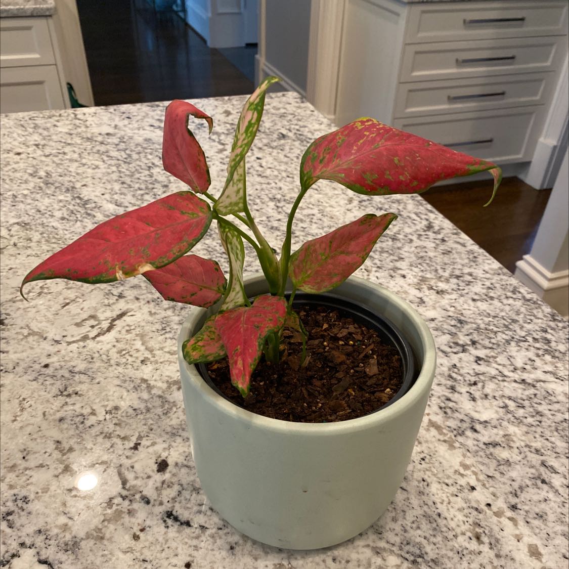 Aglaonema 'Pink Splash' plant in a pot on a kitchen counter with some leaves showing browning and yellowing.