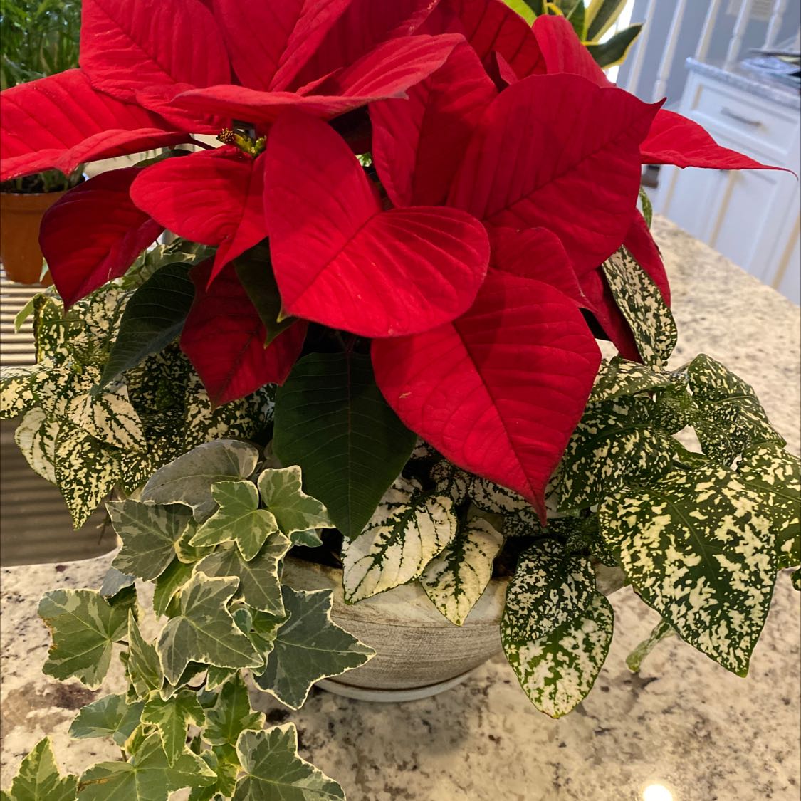 Poinsettia plant with vibrant red bracts and green leaves, well-framed and in focus.